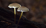 Mycena